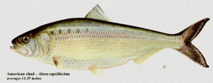 americanshad